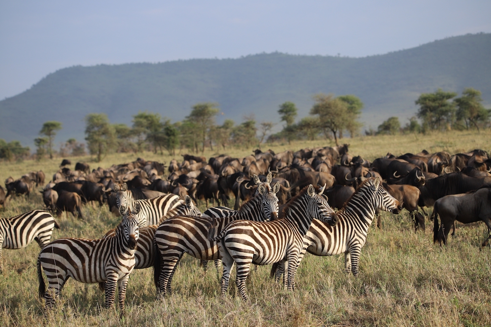 zèbres et gnous dans la savane africaine