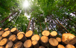 La biomasse, un acteur majeur dans la transition écologique mais pas que…