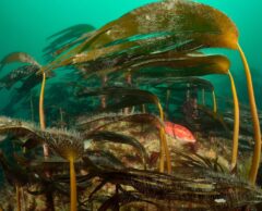 Dans le Morbihan, la désertification sous-marine transforme les écosystèmes côtiers