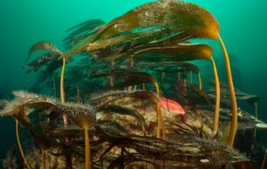 Dans le Morbihan, la désertification sous-marine transforme les écosystèmes côtiers