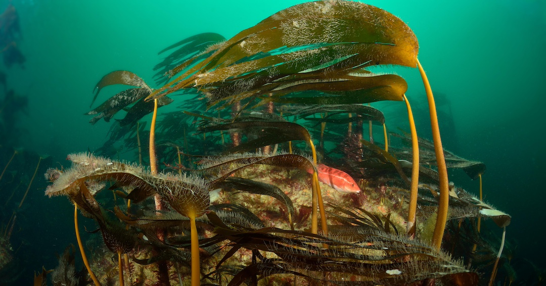 Les algues filamenteuses menacent-elles la Méditerranée ? - Sciences et  Avenir