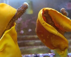 Du curcuma pour sauver le corail en surchauffe ?
