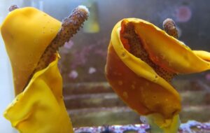Du curcuma pour sauver le corail en surchauffe ?