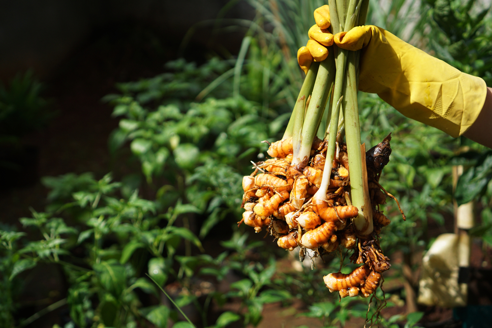 récolte du curcuma