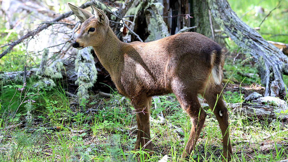 Shehuen huemul