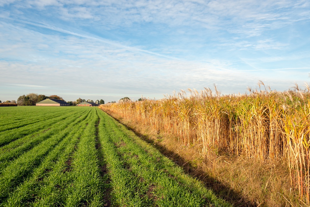 miscanthus