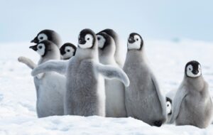En 2022, aucun bébé manchot n’a survécu dans certaines régions de l’Antarctique à cause du réchauffement climatique