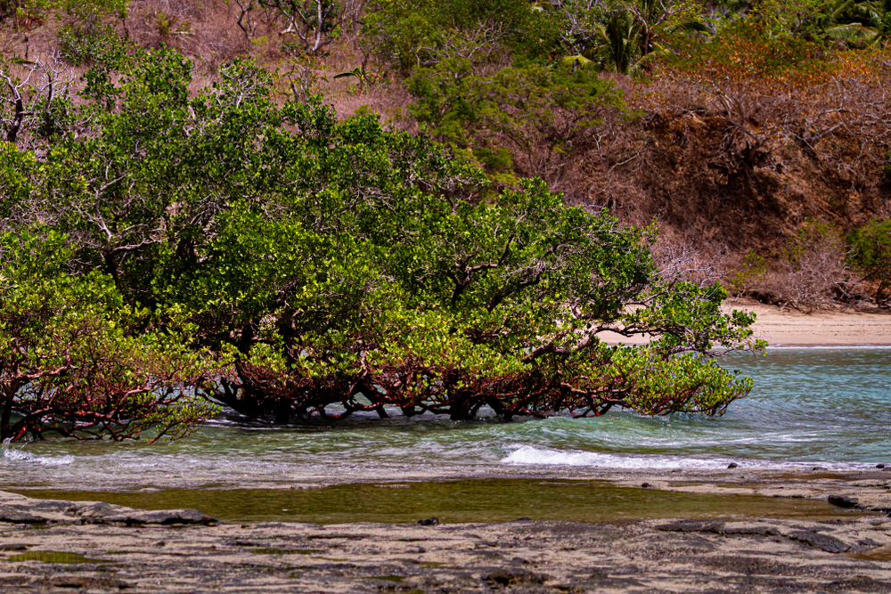 mangrove