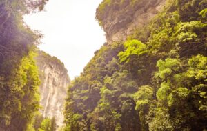 En Chine, une forêt primitive intacte découverte au fond d’un gouffre