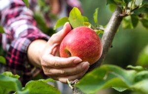 Fruit Rescue : au secours des arbres fruitiers face au réchauffement climatique