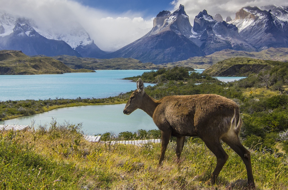 huemul patagonie