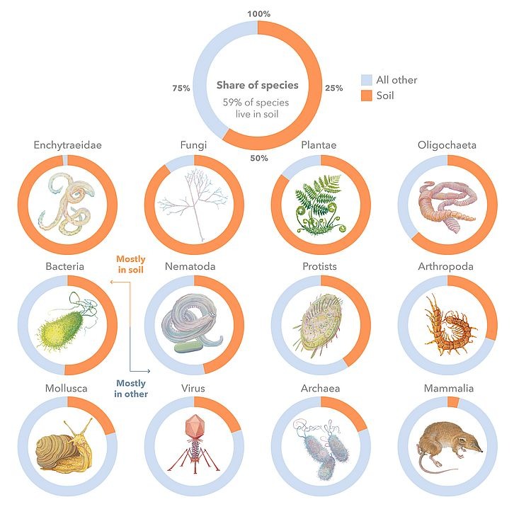 représentation graphique de la biodiversité dans les sols.