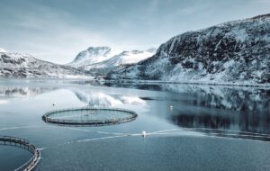 Fuite massive de saumons d’élevage en Islande : un impact écologique inquiétant