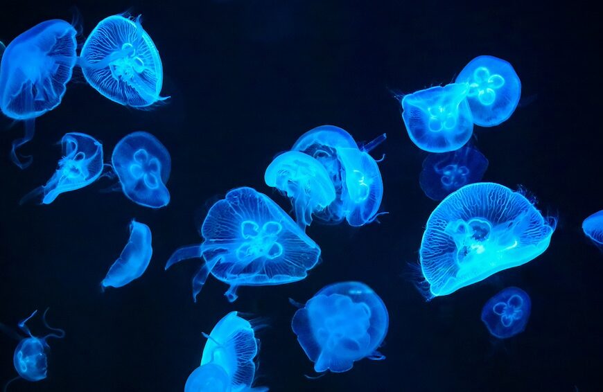 méduses bleues