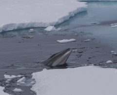 Dans l’Arctique, les paysages sonores des fonds marins évoluent avec le changement climatique