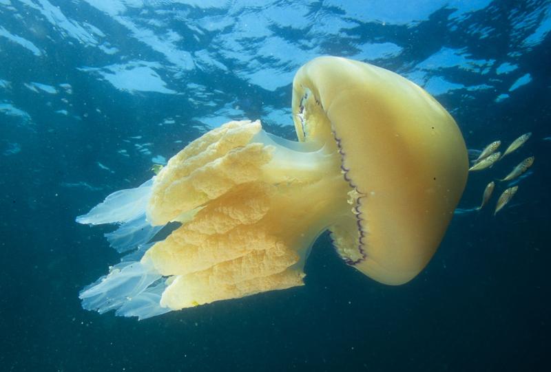 Rhizostoma octopus méduse