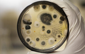 Immunrise Biocontrol : une microalgue fongicide contre le mildiou