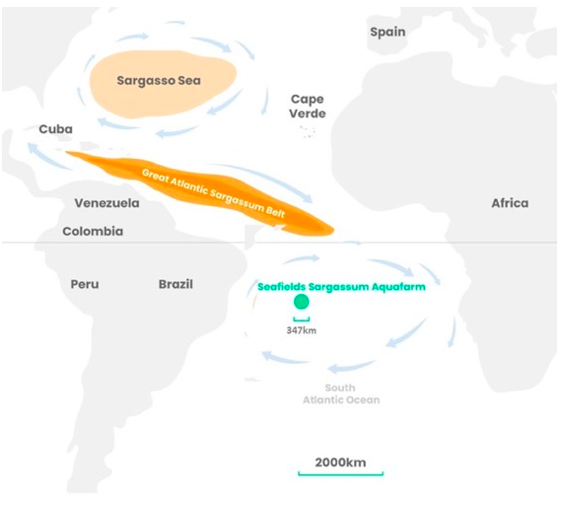 carte seafields sargasses