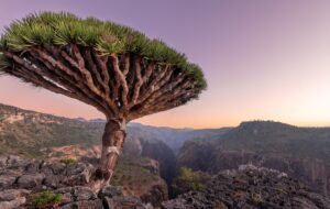 Socotra en péril : comment les ambitions émiraties menacent ce trésor écologique