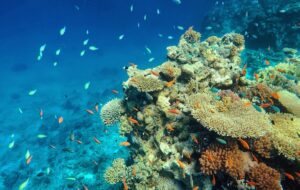 Le Paris des récifs : de plus en plus de coraux qui se font porter pâles