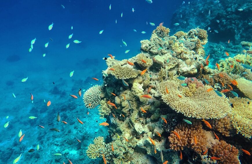 coraux récifs coralliens