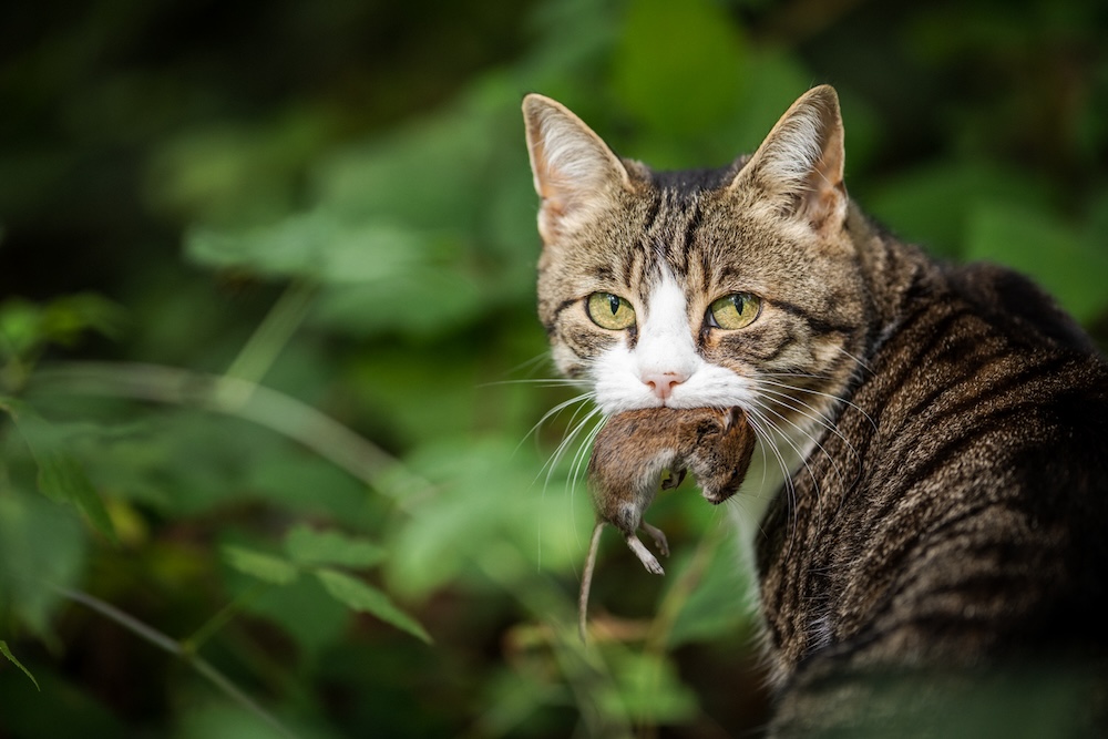 chat souris