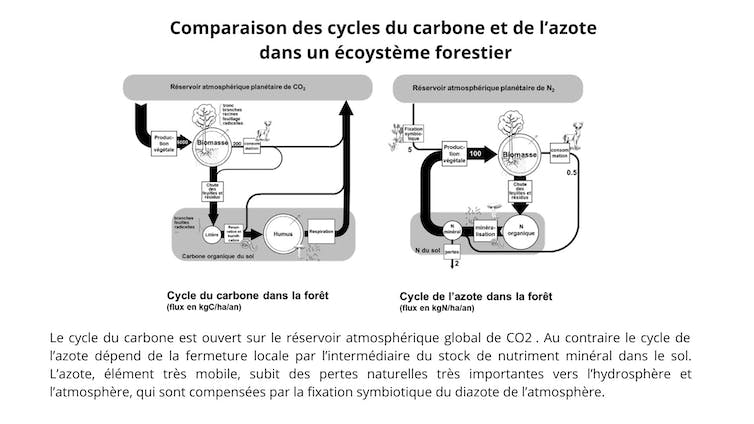 cycle du carbone et de l'azote