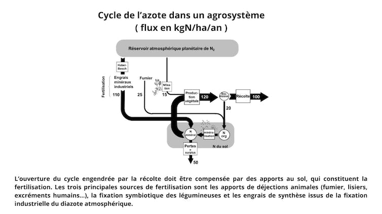 cycle de l'azote dans un agrosystème