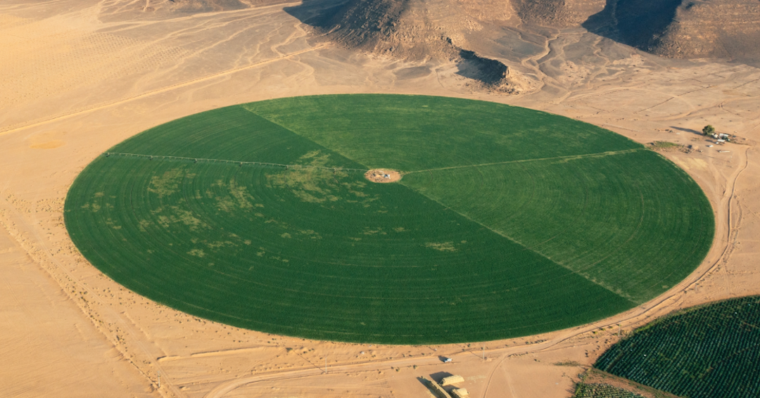 Oasi verdi: come le microalghe HyveGeo trasformano il deserto in terra fertile