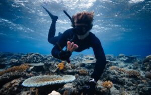 Titouan Bernicot (Coral Gardeners) : « Jardinier du corail, un métier d’avenir qui redonne des couleurs à l’océan »