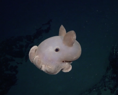 Plus de 100 nouvelles espèces étonnantes découvertes près de montagne sous-marines