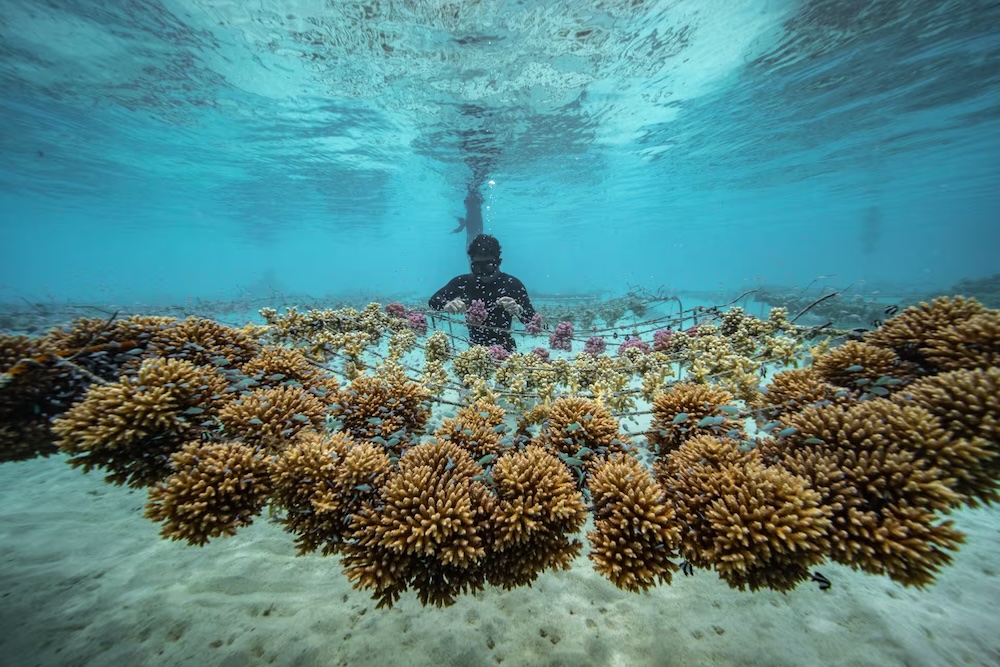 Coral Gardeners