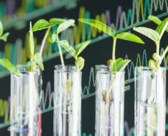 Nouveaux OGM : peut-on breveter le vivant ?