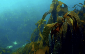Reforestation sous-marine : TBS se jette à l’eau avec 1 Ocean