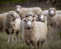 En Nouvelle-Zélande, entre laine mérinos et biodiversité, la quête de la symphonie pastorale