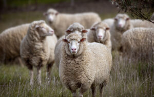 En Nouvelle-Zélande, entre laine mérinos et biodiversité, la quête de la symphonie pastorale