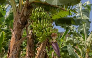 Impact du glyphosate sur la biodiversité : une étude inquiétante en Martinique