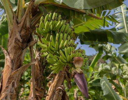 Plantation de bananes en Martinique