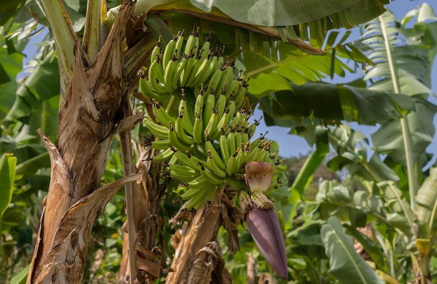 Plantation de bananes en Martinique