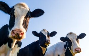 Émissions de méthane : comment l’innovation dans l’élevage de bétail peut freiner le changement climatique