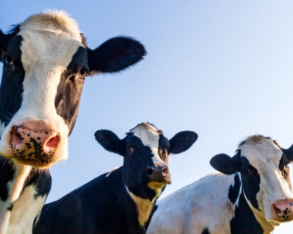 Émissions de méthane : comment l’innovation dans l’élevage de bétail peut freiner le changement climatique