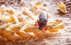 Alimentation animale : les insectes, une solution durable et innovante