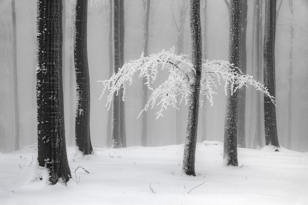 Photographe : Heiner Machalett. "Winter Forest".