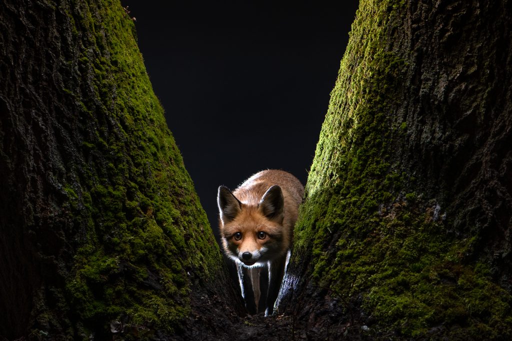 The Fox's Tale. Photographe : Milan Radisics.