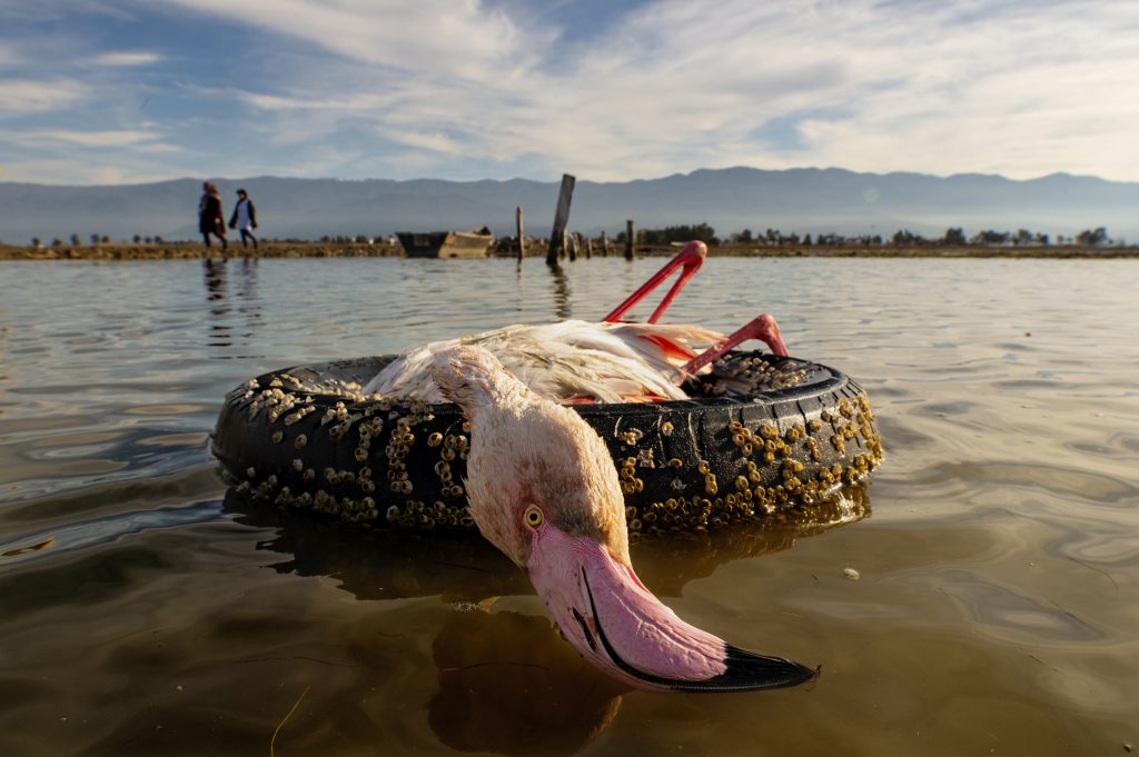 A la péninsule Miankalh, en Iran, le rivage du lagon regorge d'oiseaux morts. Les gens qui viennent à la plage y sont totalement indifférents, comme si de rien n'était. Photographe : Mehdi Mohebi Puor.