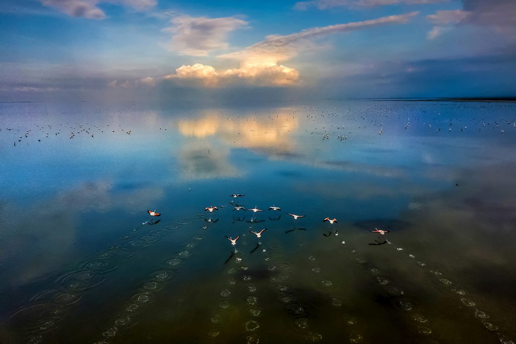 En Iran, dans la péninsule Miankaleh, les quelques oiseaux chanceux qui survivront migreront du lagon et pourraient ne jamais revenir l'année prochaine. Photographe : Mehdi Mohebi Puor.