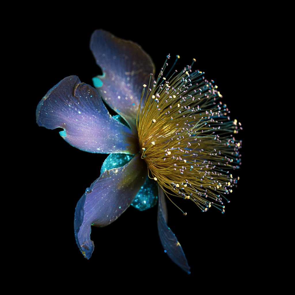 Hypericum Calycinum (ou millepertuis à grandes feuilles) photographiées selon la technique de l'UVIVF (Fluorescence visible induite par ultraviolet). Photographe : Debora Lombardi.