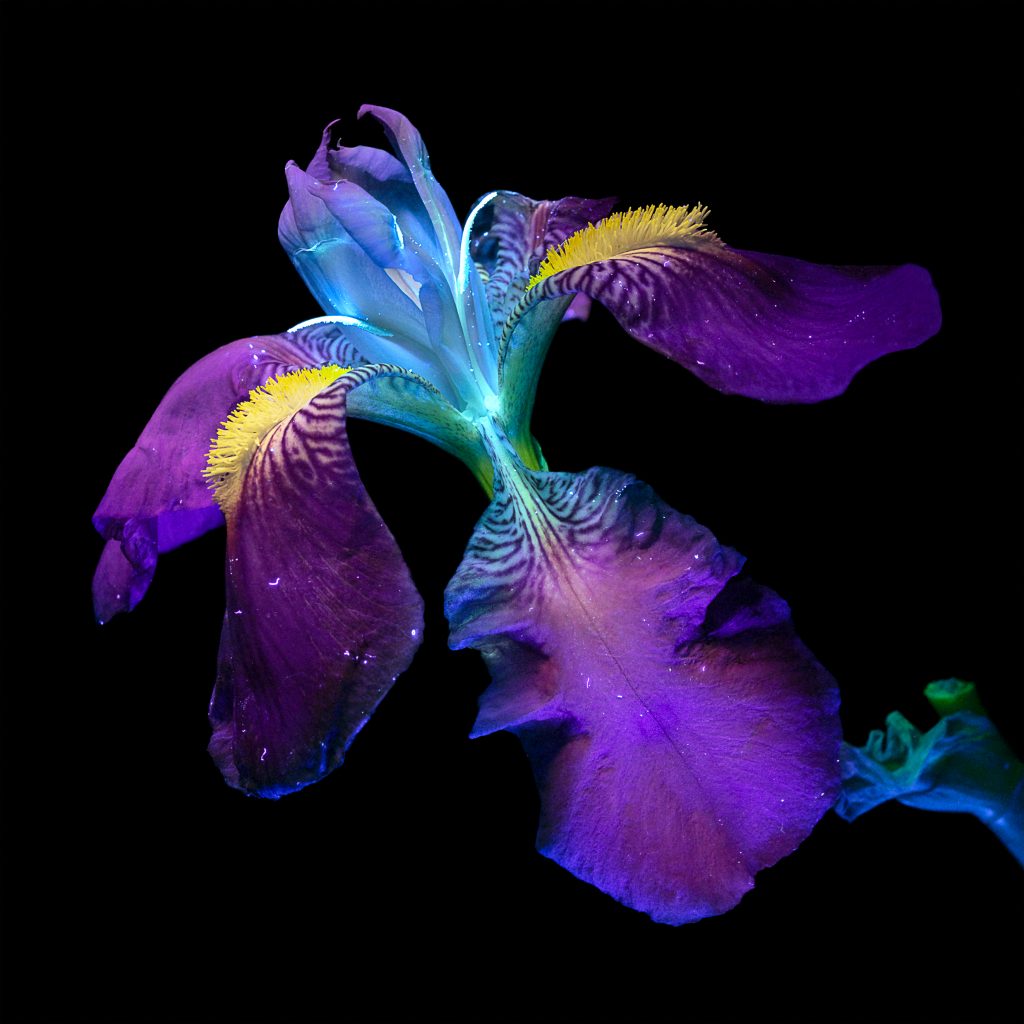 Un iris photographié selon la technique de l'UVIVF (Fluorescence visible induite par ultraviolet). Photographe : Debora Lombardi.