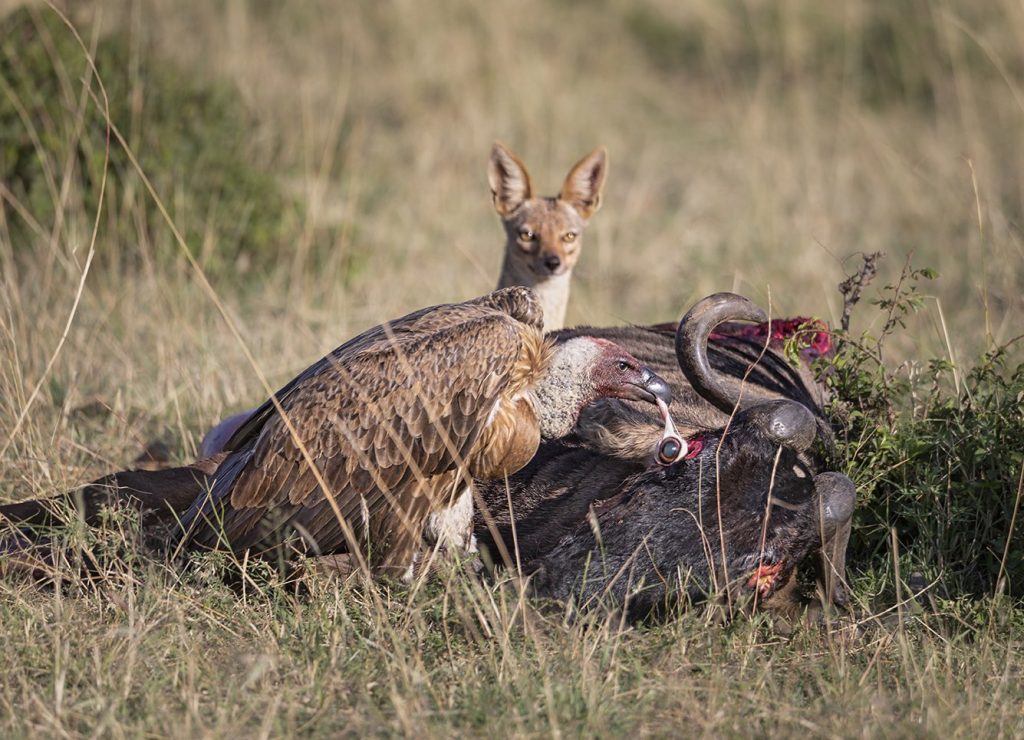 An African vulture prepares to swallow the eye of a wildebeest while an African fox waits for an opportunity to eat.  Recorded in Masai Mara, Kenya.  Photo: Ashok Behera.
