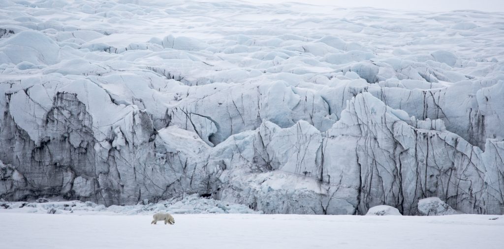 A polar bear walks alone along a giant wall of ice in the Ice Bay bar in the Svalbard archipelago.  Photo: Christian Tuckwell-Smith.